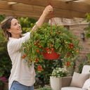 Tumbling Tom Red Trailing Tomato Plants