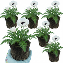 Papaver Orientale Royal Wedding Poppy Plants (Set of 3 or 6)