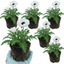 Set of 3 or 6 Papaver Orientale Royal Wedding Poppy Plants, Hardy Perennial, Outdoor Garden Ready, 1 Litre Root-Ball