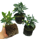 Fuchsia Diva Random Colour Mix Plants (Set of 3 or 6)