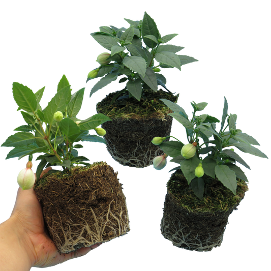 Fuchsia 'Diva' Mixed Colours – Bush Fuchsia (Set of 3 or 6)
