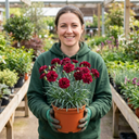 Carnation Capitan Cook Dianthus Plants