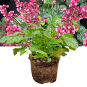 Heuchera Berry Timeless Plant (2L Pot)