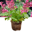 Heuchera Berry Timless