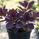 Cotinus Royal Purple Plant (3L Pot)