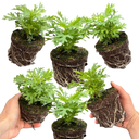 Argyranthemum Madeira Red Plants (Set of 3 or 6)