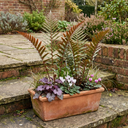 Japanese Shield Fern Dryopteris Erythrosora Prolifica Plants (Set of 3 or 6)