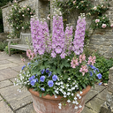 Delphinium Lilac Rose White Bee Plants (Set of 3 or 6)