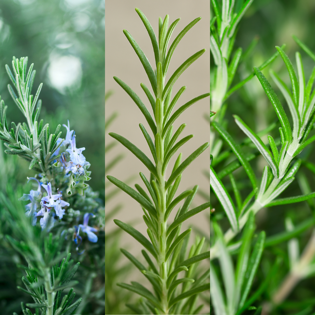 Rosemary Growers Choice Mix – Evergreen Culinary Herb (Set of 3 or 6)