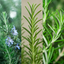 Set of 3 or 6 Large Herb Plants - Rosemary Grower’s Choice Mix, Outdoor Garden Ready, 1L