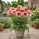 Oriental Papaver Waltzing Elisabeth Plant