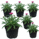 Achillea Millefolium Cerise Queen Plants (Set of 3 or 6)
