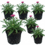 Set of 3 or 6 Achillea Millefolium Cerise Queen Plants, Hardy Pink Yarrow, Summer Flowering Perennial, Outdoor Garden Ready, 1 Litre / 11cm Root-Ball