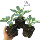 First Frost Plantain Lily Plants (Set of 3 or 6)