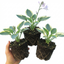 Set of 3 or 6 Large Hosta Plants - First Frost Plantain Lily, Ready to Plant in Your Garden