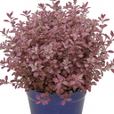 Pittosporum Bannow Bay Plant (3L Pot)