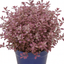 Pittosporum Bannow Bay