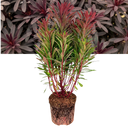 Euphorbia Miners Merlot Plant (3L Pot)