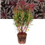 Euphorbia Miners Merlot