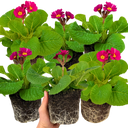Polyanthus Stella Cherryade Plants (Set of 3 or 6)