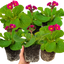 Set of 3 or 6 Large Plants - Polyanthus Stella Cherryade, Ready to Plant in Your Garden, 1L