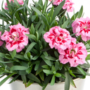 Dianthus Oscar Pink Purple Plants (Set of 3 or 6)