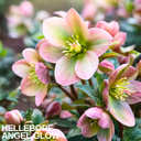 Hellebore Angel Glow Plant