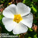 Cistus Corbariensis Plant