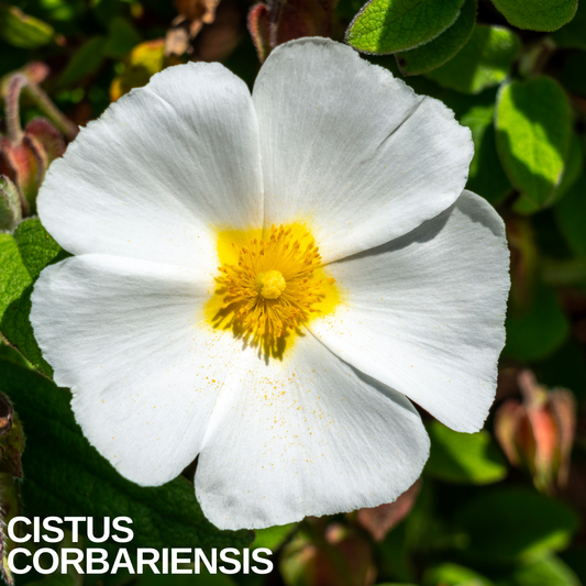 Cistus rock rose flower with five white papery petals around a bright yellow centre