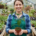 Tomato Growers Selection Variety Plants (Set of 3 or 6)