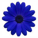 Senetti Kobalt Blue Plants