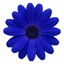 1 Senetti Kobalt Blue Flowering Plant, Large Summer Bedding, Outdoor Garden Ready, 6.5L Root-Ball