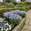 Phlox Emerald Cushion Blue Alpine Plants (Set of 3 or 6)