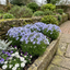 Set of 3 or 6 Phlox Emerald Cushion Blue Alpine Plants, Hardy Perennial Creeping Ground Cover, Flowering Garden Plants, 1 Litre Root-Ball