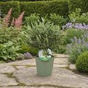 3 Litre Bushy Olive Tree, Nursery Pot, Outdoor, Pots