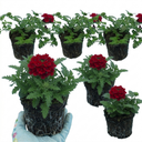 Verbena Trailing Deep Red Plants (Set of 3 or 6)