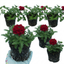 Set of 3 or 6 Verbena Trailing Deep Red Plants, Summer Flowering Bedding, Hanging Basket & Outdoor Garden Ready, 10.5cm Root Ball