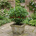 Aucuba Japonica Rozannie Plants