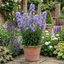 6 Campanula Persicifolia Caerulea Plants, Hardy Blue Bellflower Perennial, 1Ltr Root Ball