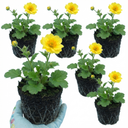 Geum Lady Stratheden Plants (Set of 3 or 6)