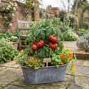 Tomato Bush Steak (Megabyte) Plants (Set of 3 or 6)