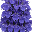 Rosemary Blue Rain Herb Plants (Set of 3 or 6)