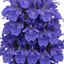 Set of 3 or 6 Rosemary Blue Rain Herb Plants (Salvia rosmarinus), Hardy Evergreen Culinary Herb, Outdoor Garden Ready, 1 Litre Root-Ball