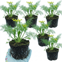 Fresh Fennel Herb Plants (Set of 3 or 6)