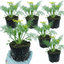 Set of 3 or 6 Fresh Fennel Herb Plants, Hardy Perennial Kitchen Garden Herbs, Outdoor Ready, 1 Litre Root Ball