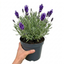1 Lavender Hidcote Blue Plant, Fragrant Hardy Perennial Lavender Bush, Garden Ready, 5 Litre Root Ball