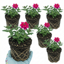 Verbena Trailing Magelana Hot Rose Plants (Set of 3 or 6)