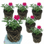 Set of 3 or 6 Verbena Trailing Magelana Hot Rose Plants, Summer Bedding Garden Ready, 10.5cm Root-Ball