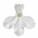 Lobelia Upright Sweet Springs White Plants (Set of 3 or 6)