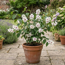 Philadelphus Belle Etoile Mock Orange Plants